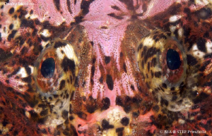 "Eyes" buffalo sculpin, Enophrys bison. Quadra Island, BC... by Bea & Stef Primatesta 